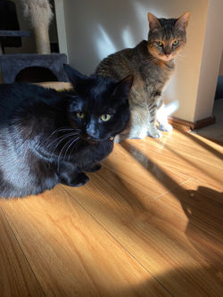 Lulu and Shaggy