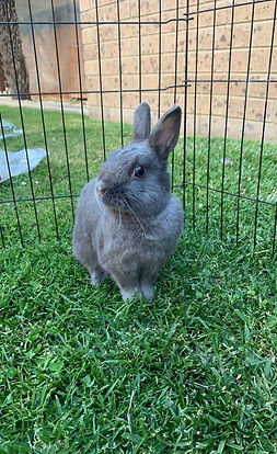 bun mad paws.jpg