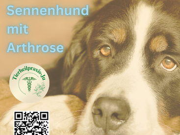 Fallbericht: Berner Sennenhund mit Arthrose in der Tierheilpraktikerpraxis