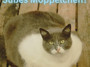 Süßes Moppelchen?