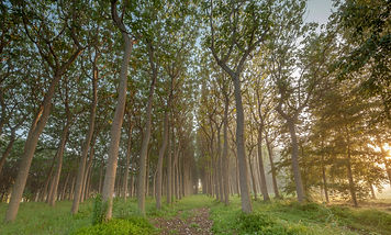 plantation-paulownia-russia.jpeg