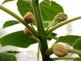 paulownia-tree