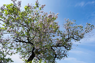 paulownia-in-russia.jpeg