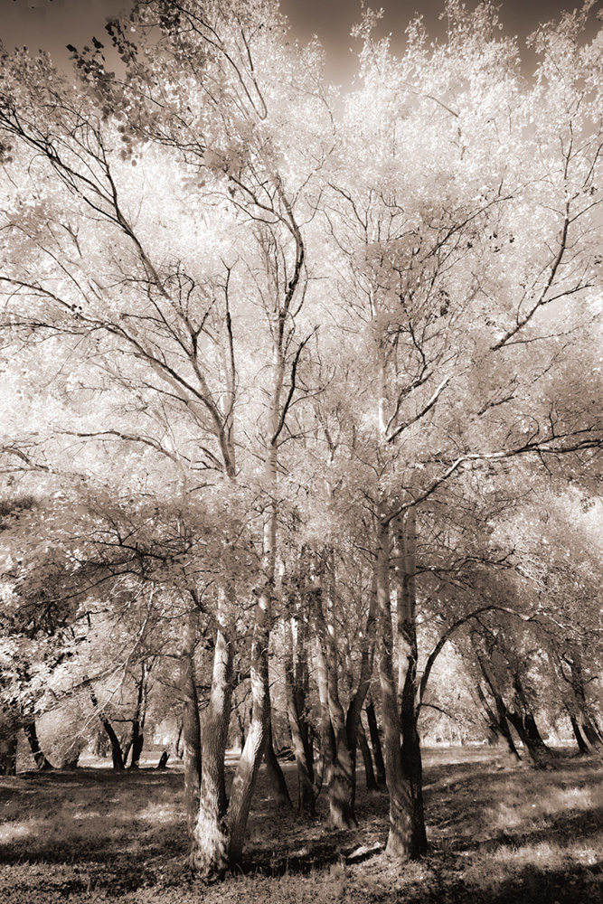 Jean Bradshaw (Canon 5D)