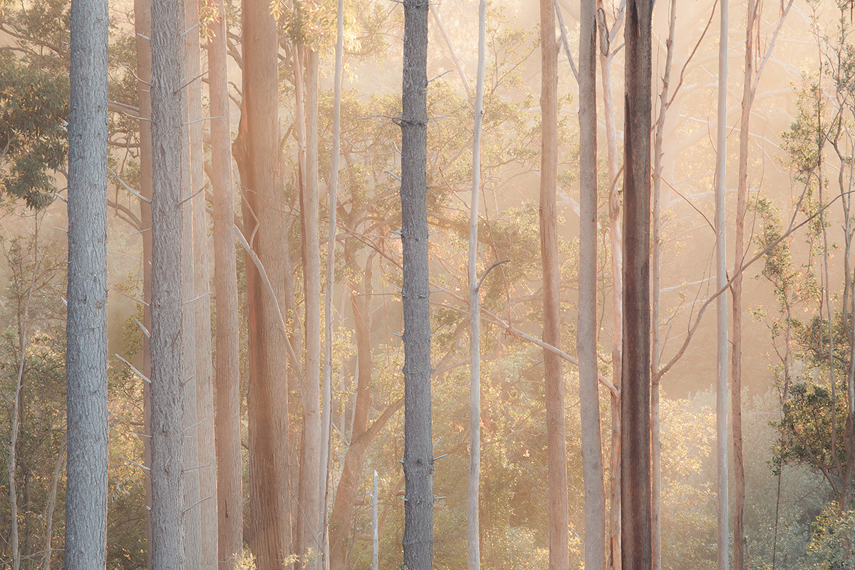 Fumi Hirai ( Canon 5D mark III )