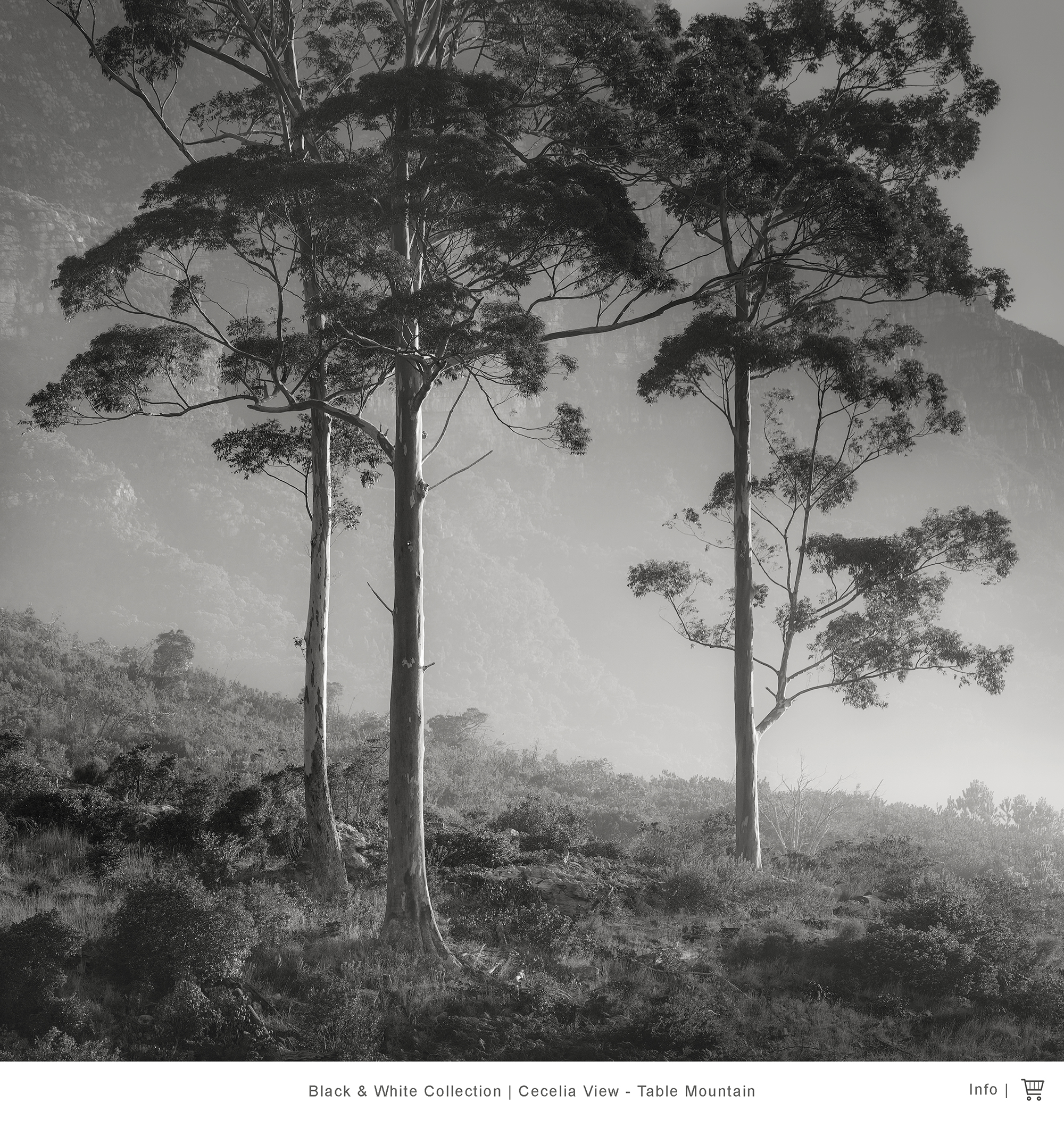 Trees on table mountain black and white waterfall