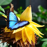 azul-morpho-1310711_1280.jpg