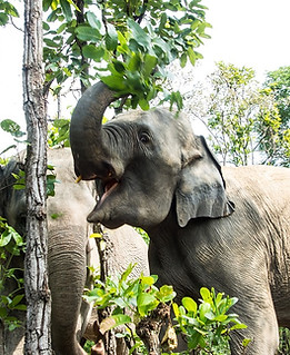 asia-4742455_1280 elefante.jpg