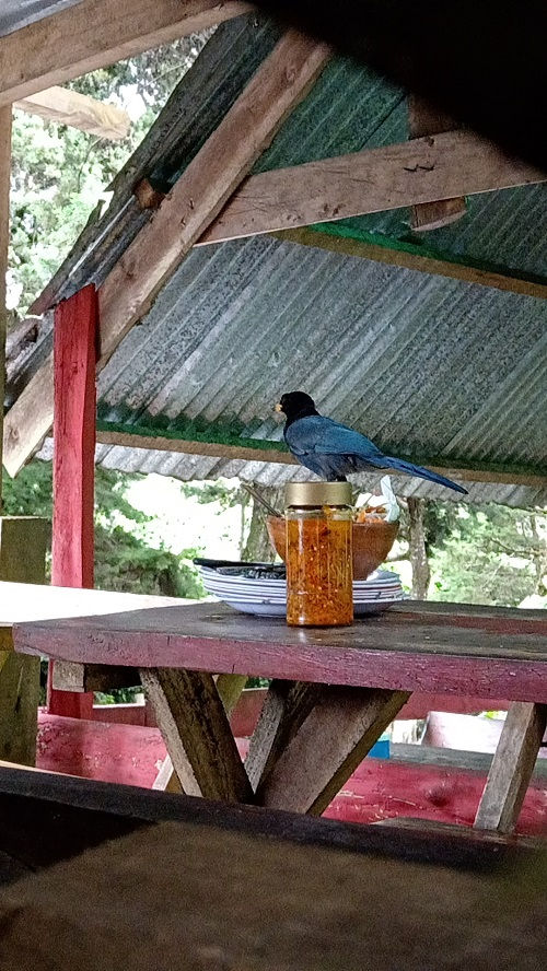 Los pájaros azules son uno de las aves más atractivas que se pueden apreciar en el lugar.