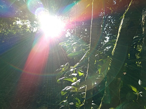 El calor que nació del bosque perdido