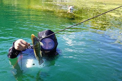 —Hoy ha sido un buen día —murmuró mientras revisaba la punta metálica del arpón, con varios peces trincados, atrás de él viene como siempre el popular perro nadador de la comunidad.