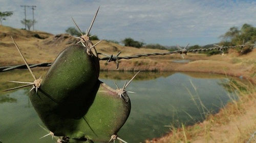 “Con la esperanza que llueva vamos a cultivar”