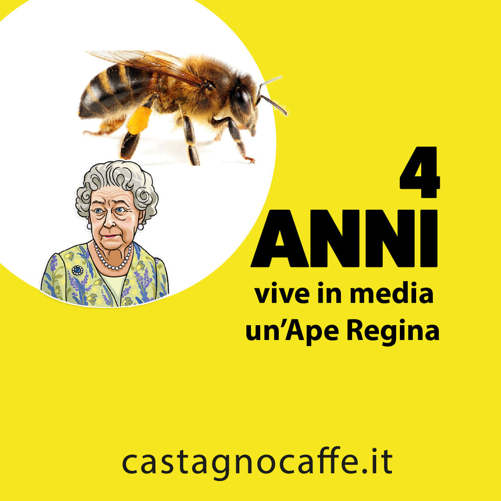 World Bee Day 2022 Castagno