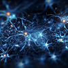 Neurons