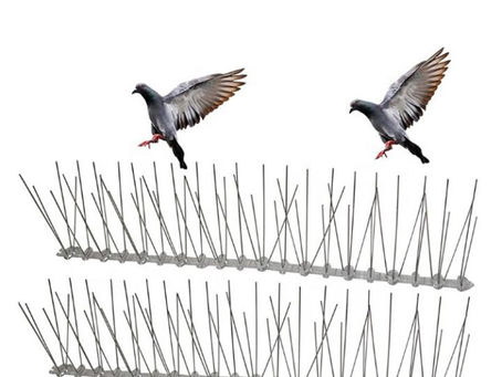 Why Bird Spikes in Dubai Are the Humane Method to Prevent Birds