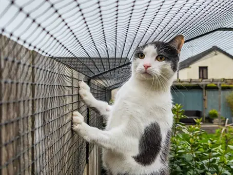 Using Customized Safety Netting to Protect Dogs on Balconies