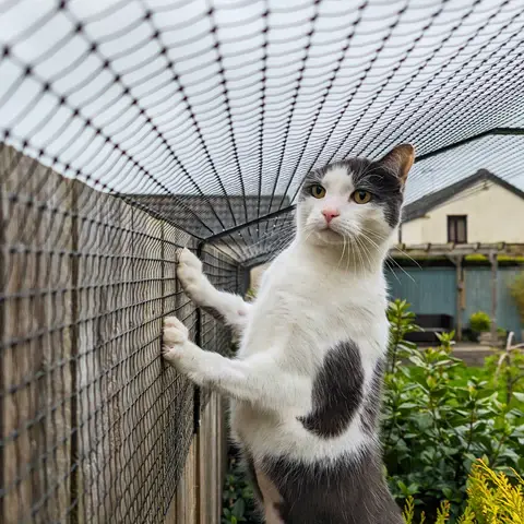 Using Customized Safety Netting to Protect Dogs on Balconies