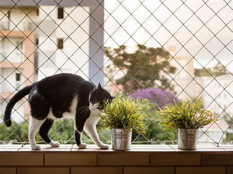 Providing Feline Safety The Function of Cat Safety Nets in Gardens