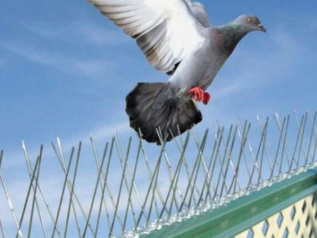 Pigeon Bird Spikes in Dubai for Mess-Free Spaces