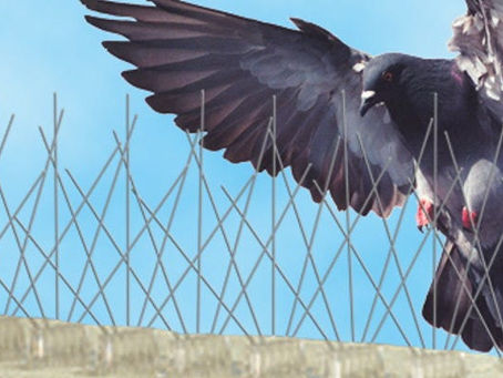 Affordable Bird Spike Solutions for Dubai Houses