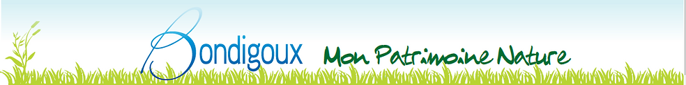 pied de page.PNG