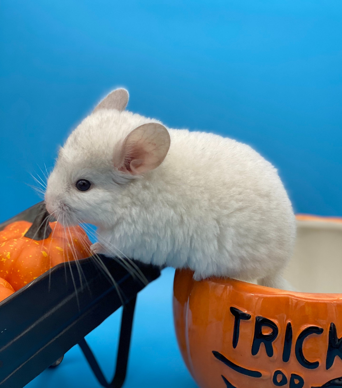 Main Line Chinchillas Baby Chinchillas for Sale Philadelphia Local Chinchilla Breeder