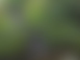 Creating A Habitat Garden