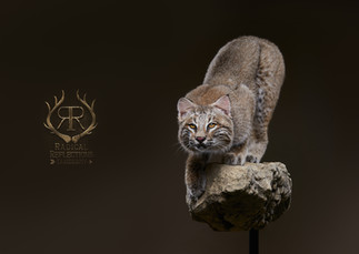 Cat 36.jpg