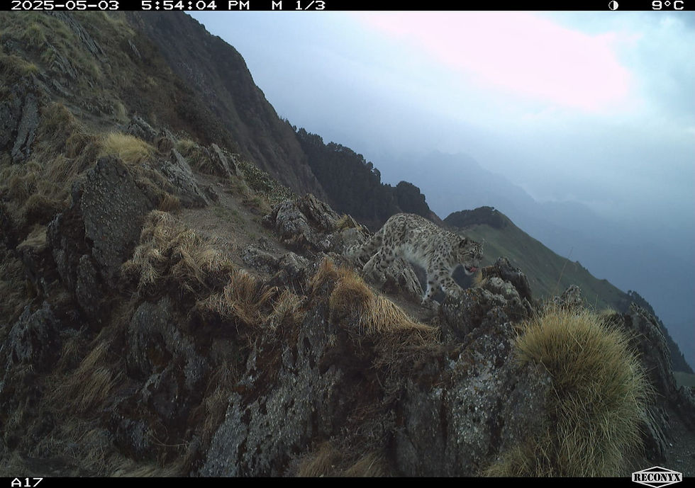 Snow leopard detected at our field site in Himachal Pradesh