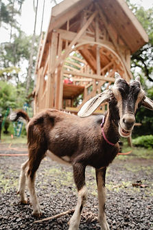goat.jpeg