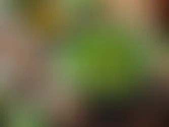Kahvaltılık Fesleğenli Sos Tarifi: Ferah ve Aromatik Bir Lezzet