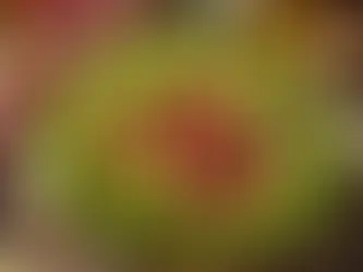Marul ve Nar Salatası: Ferahlatıcı ve Besleyici Lezzet