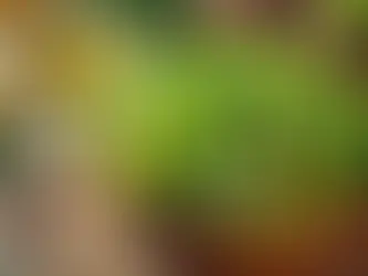 Zeytinyağlı Yeşil Salata Tarifi: Sağlıklı ve Lezzetli Bir Seçenek