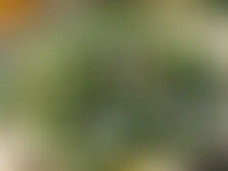 Yoğurtlu Taze Fasulye Mezesi Tarifi: Hafif ve Ferahlatıcı Bir Meze