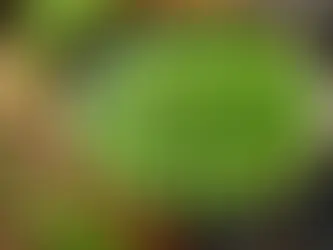 Taze Bezelye Çorbası Tarifi – Hafif ve Besleyici Lezzet