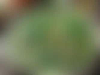 Tavuklu Ispanak Çorbası Tarifi – Besleyici ve Lezzetli!
