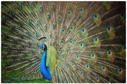 The Majestic Peacock