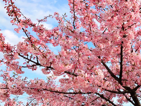 さくら~よりぃ おべんとぉ♪