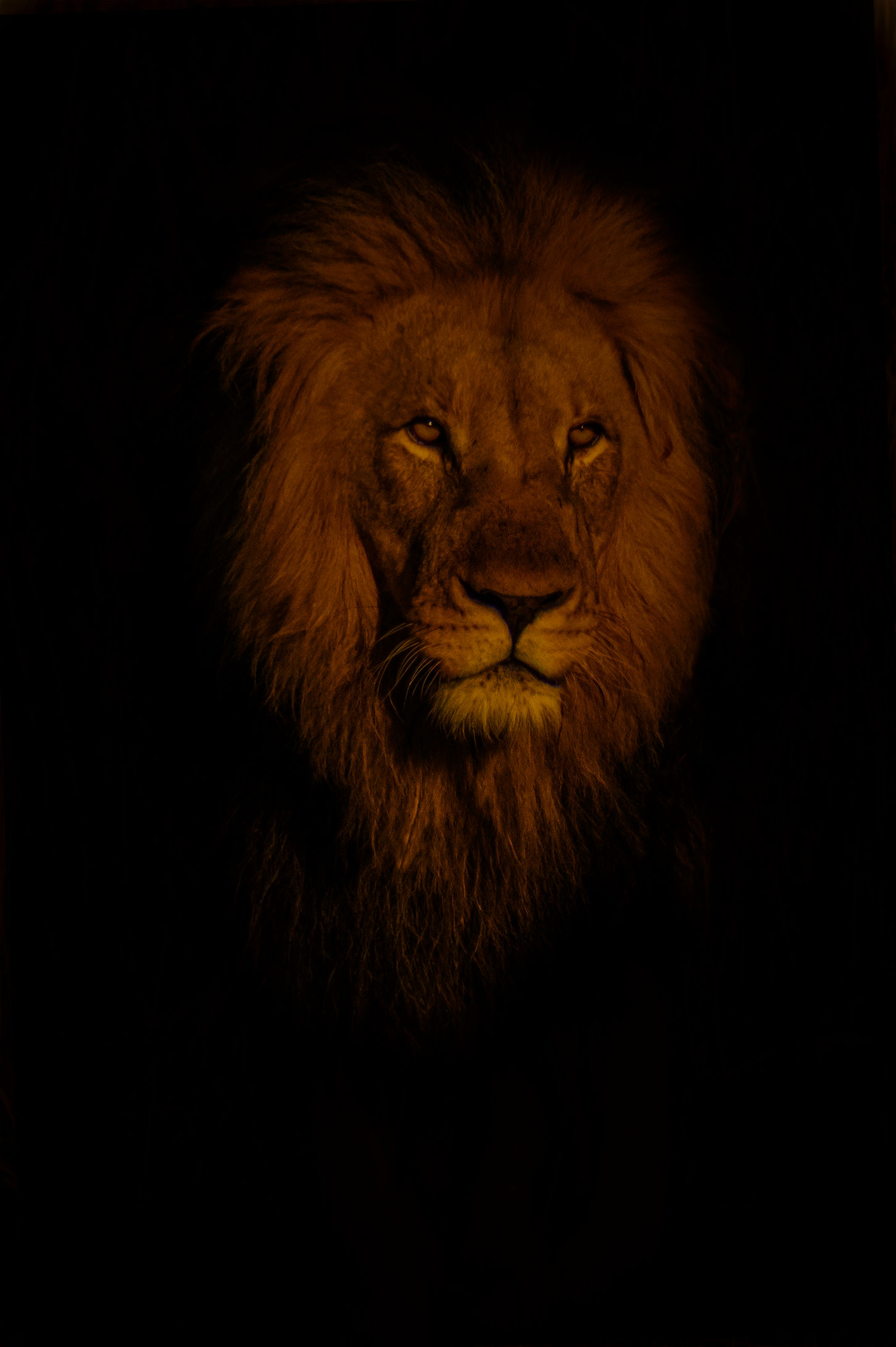 Creepy Lion very vibrant.jpg