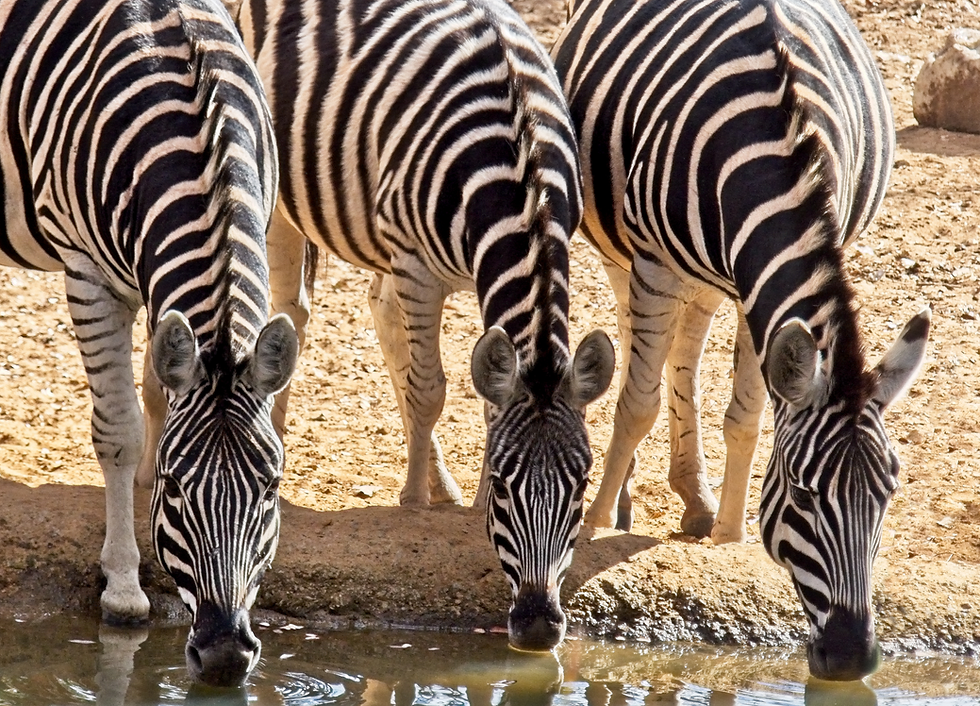 Brandon Scholarship Zebra Header.png