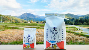 棚田米「天たからか」デビュー！