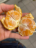 Thumbnail: Miho Wase Satsuma Mandarin