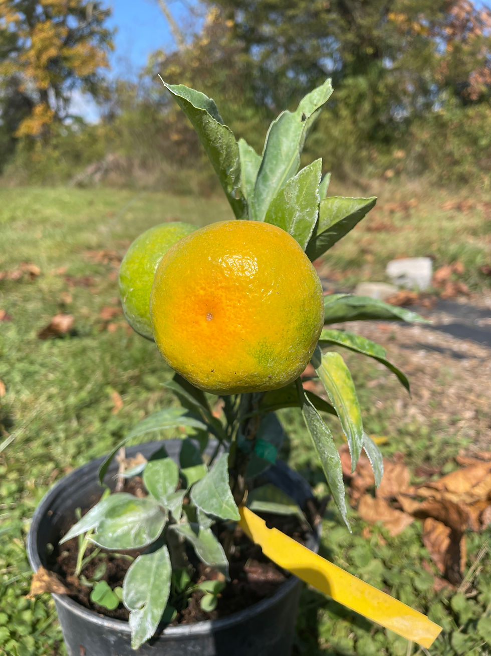 Thumbnail: Miho Wase Satsuma Mandarin