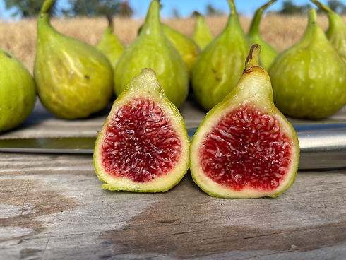 Yardley Voice 1.JPEG