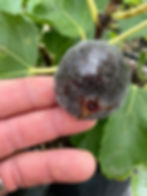 Thumbnail: LSU Fantasia/ Scott's Black