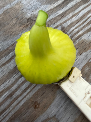 Golden Riverside | Coastal Fig Company