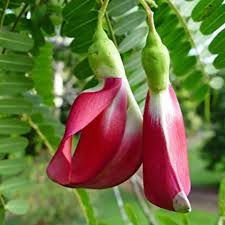 சிவப்பு அகத்தி கீரை - Red Agathi Keerai