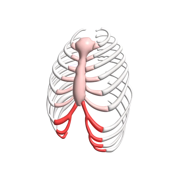 What is Rib Flare (Protruding Rib) 20232024