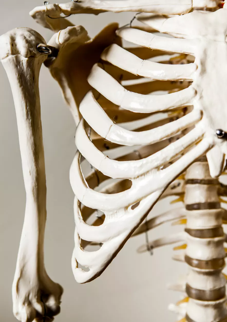 Rib Cage.webp