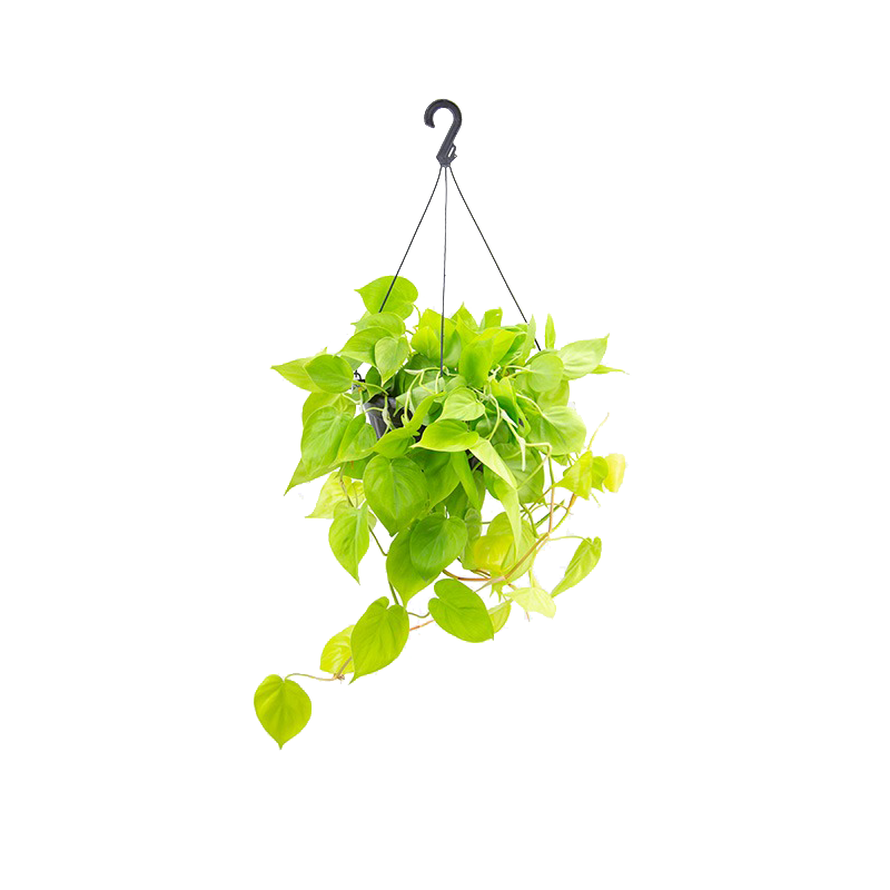 Philodendron oxycardium limão C21